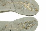 Fossil Capelin Fish (Mallotus) Nodule - Ontario #242451-1